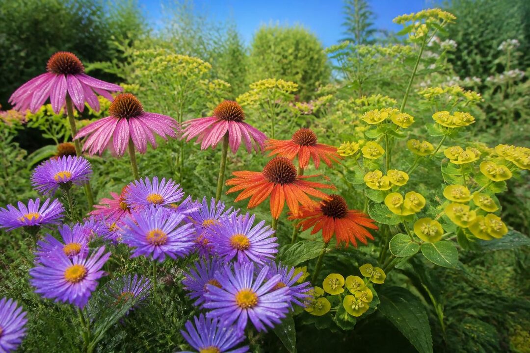 découvrez les fleurs en e les plus étonnantes pour sublimer votre jardin. guide complet des variétés uniques et conseils de culture.