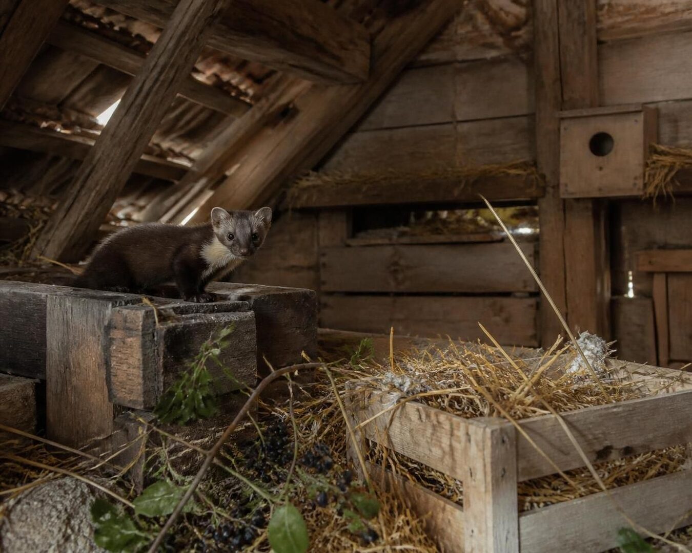 découvrez comment choisir un poison mortel efficace pour éliminer les fouines en 2026, avec des conseils pratiques et des options sûres pour protéger votre habitat.