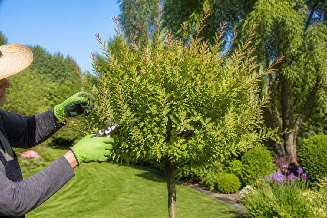 découvrez quand et comment tailler un saule crevette sur tige pour favoriser sa croissance et maintenir un jardin en pleine santé toute l'année.