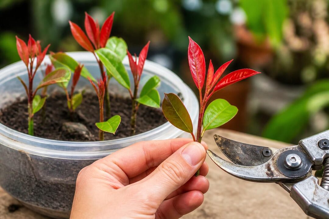 découvrez comment bouturer le photinia facilement pour réussir vos plantations et embellir votre jardin avec des arbustes sains et vigoureux.