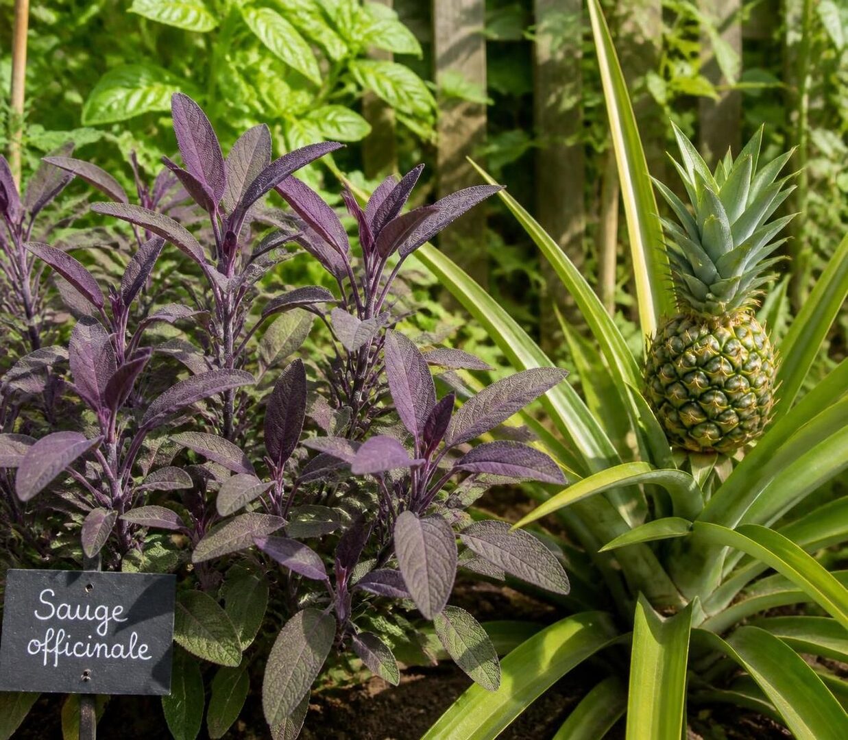découvrez nos conseils simples et efficaces pour réussir la bouture de sauge chez vous, et profitez d'une plante aromatique fraîche toute l'année.