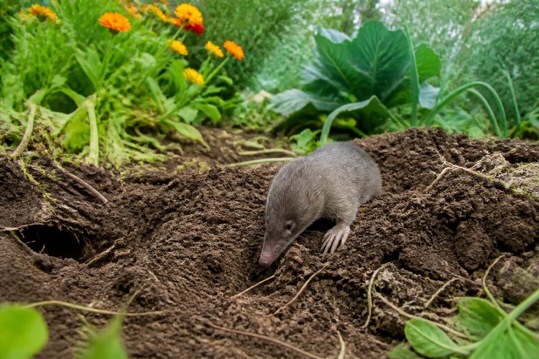 découvrez tout sur le canetaupe : ses caractéristiques, son mode de vie et son impact sur votre jardin. apprenez à le reconnaître et à gérer sa présence efficacement.