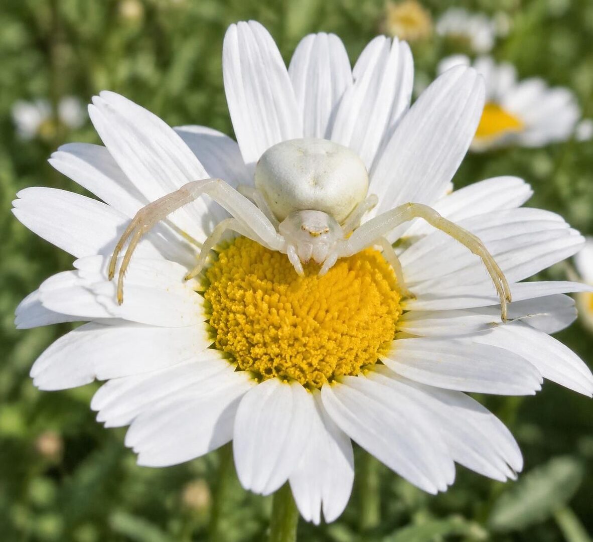 découvrez l’araignée blanche en france : ses caractéristiques, son habitat, son mode de vie et les lieux où l’observer.