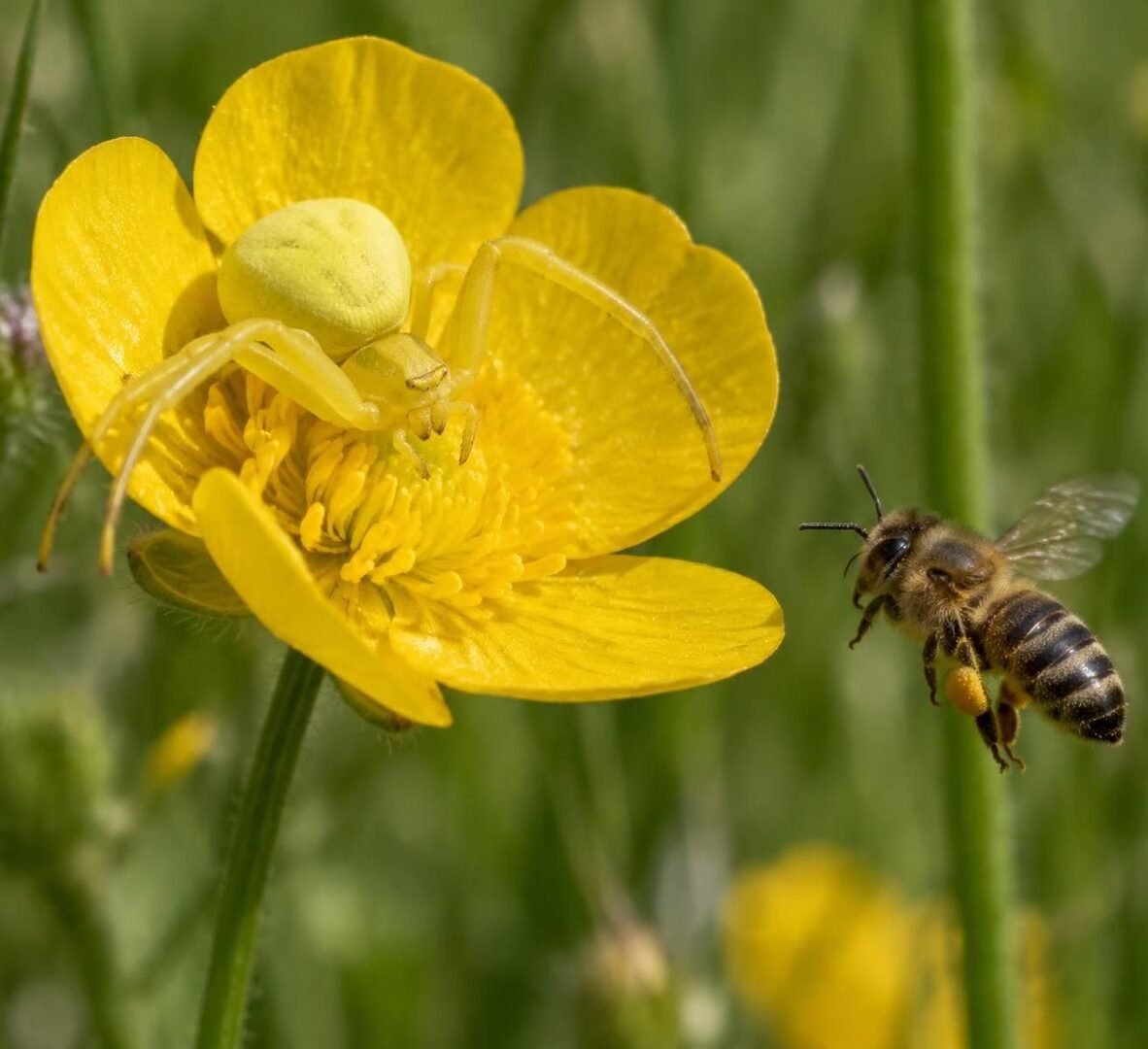 découvrez l’araignée blanche en france : ses caractéristiques, son habitat et les lieux où l’observer dans la nature.