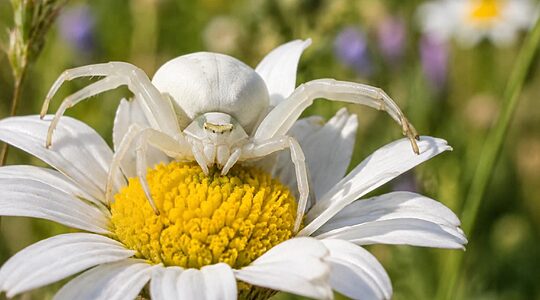 À la découverte de l’araignée blanche en france : caractéristiques et habitat